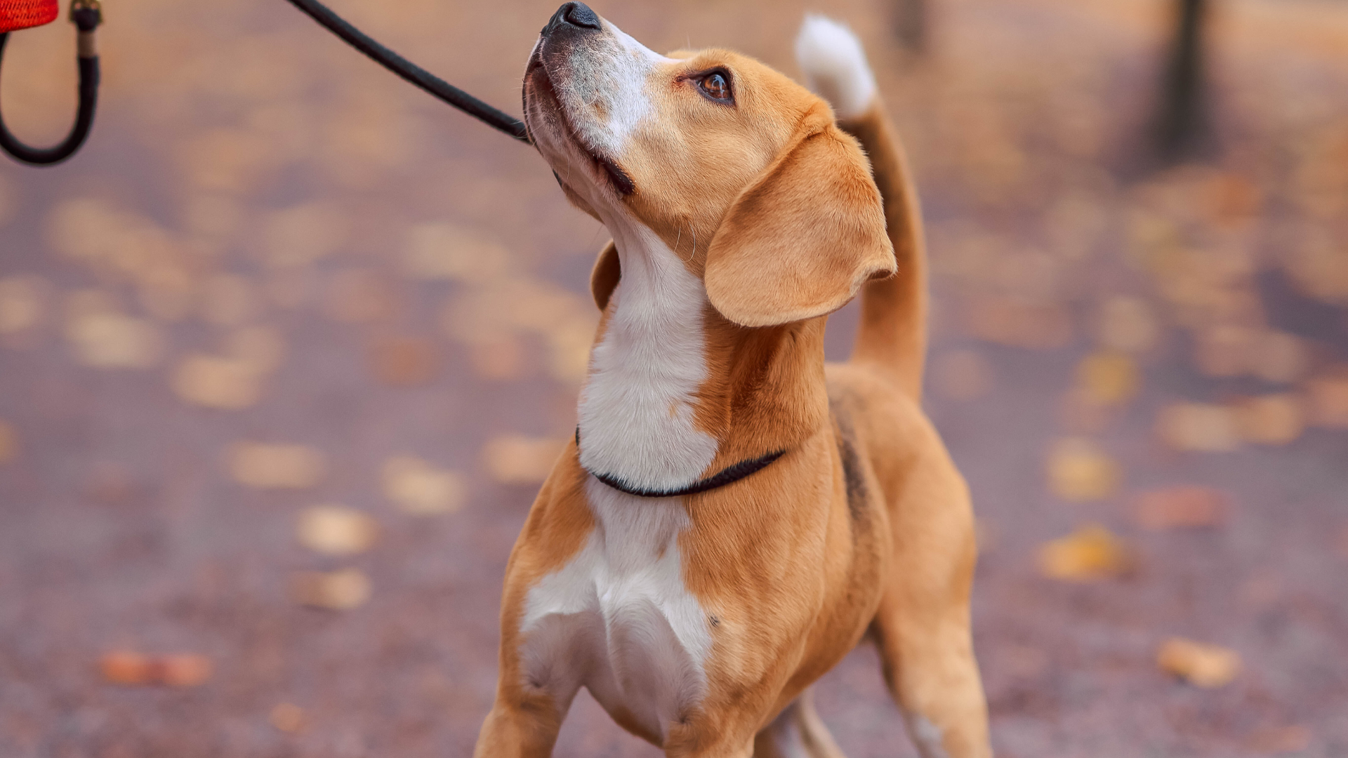 moving with dogs to a new home