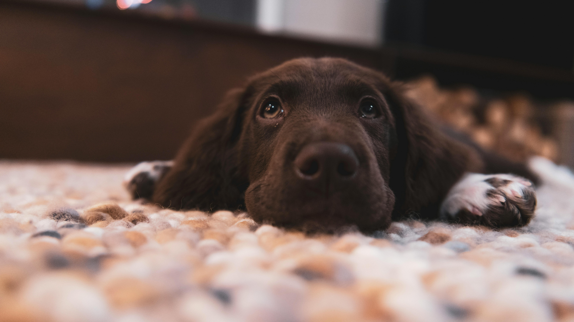 15 Things You Should Always Do When Moving With Dogs
